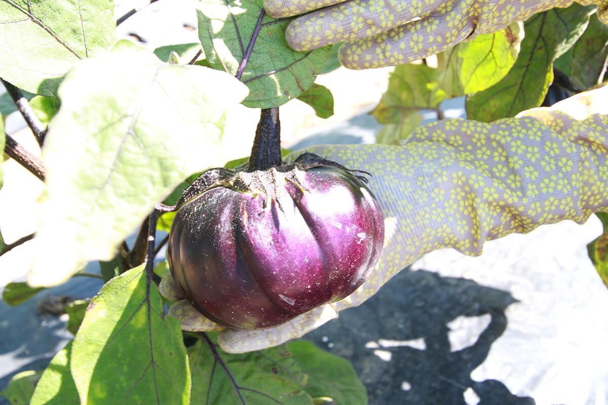 野菜